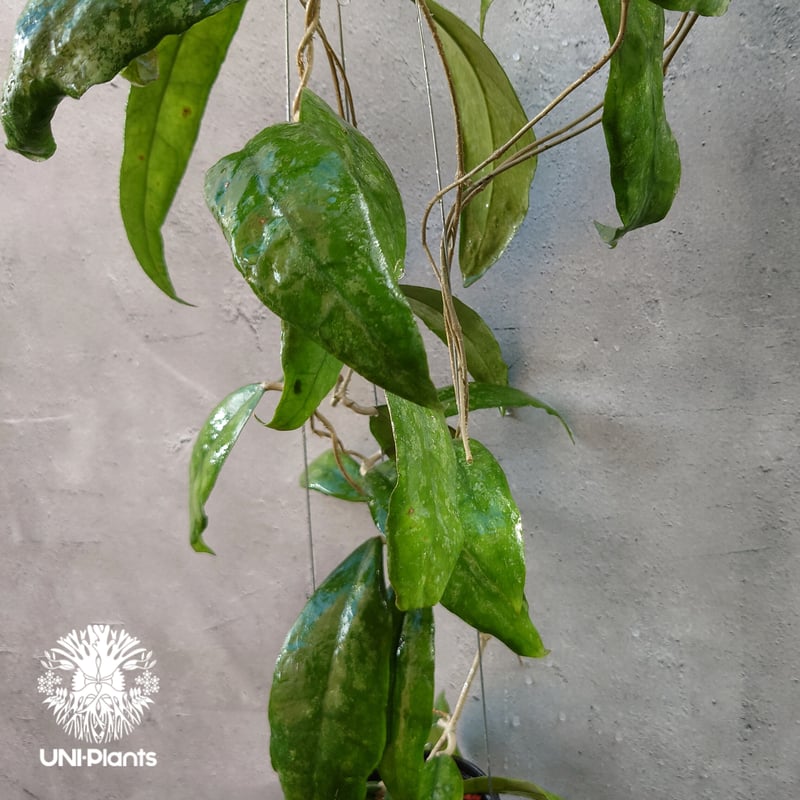 Hoya Finlaysonii splash （cv.trang）ホヤ フィレンソニー スプ