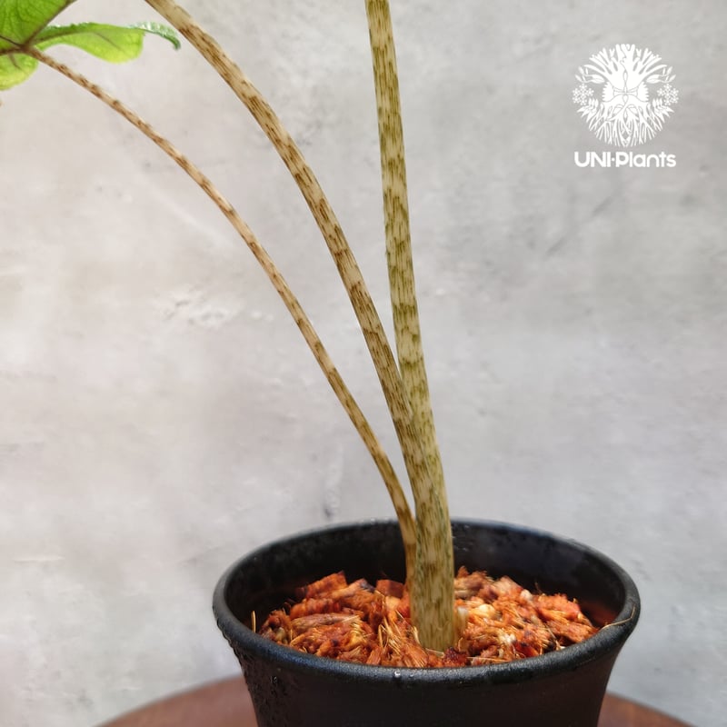 Alocasia jacklyn アロカシア ジャクリン アロカシアジャックリ 観葉