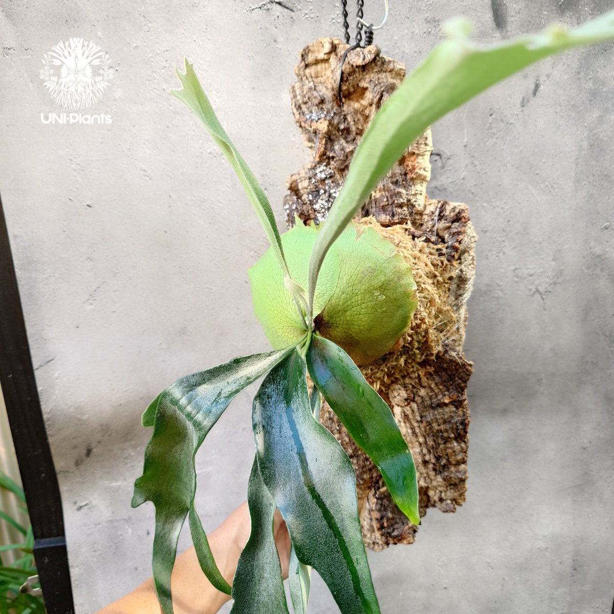 Platycerium Rydeen ビカクシダ ライディーン ビカクシダ Platycerium Rydeen ビカクシダ ライディーン ビカクシダ