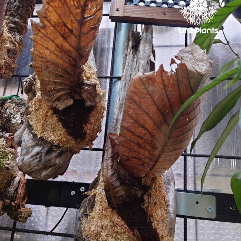 Drynaria quercifolia ドリナリア・クエルシフォリア 大株! 観葉植物 珍