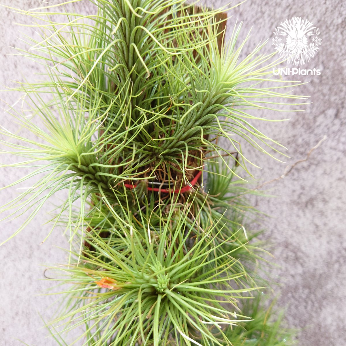 チランジア　ドミンゴズ　フンキアナ Tillandsia funckiana large form ティランジア チランジア・フン