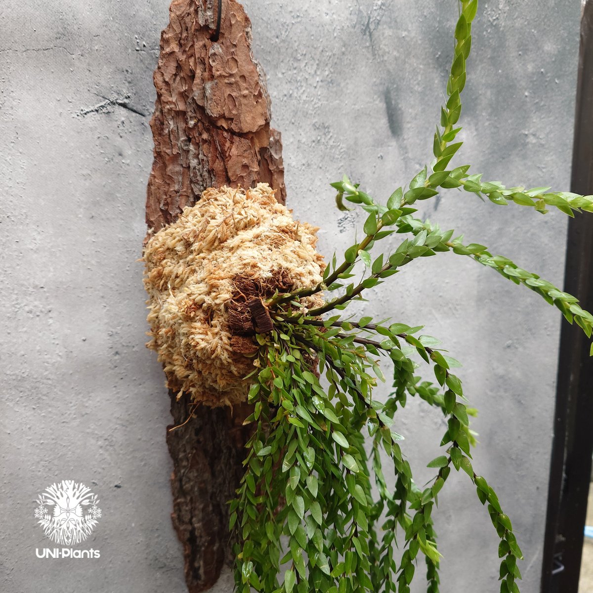 Huperzia spp. フペルジア Phlegmariurus (フレグマリウルス) 観