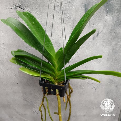 CATEGORY 着生ラン(Orchid) | UNI-Plants ビカクシダ、ホヤ植物
