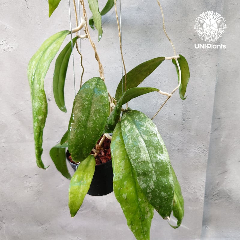 Hoya Finlaysonii splash （cv.trang）ホヤ フィレンソニー スプ