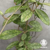Hoya Crassipetiolata super splash ホヤ クラシペティオラータ スーパースプラッシュ ホヤ植物 ホヤの花 珍しい 希少 斑入り植物