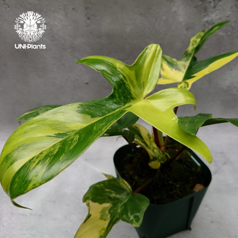 Philodendron Florida beauty variegated フィロデンドロ