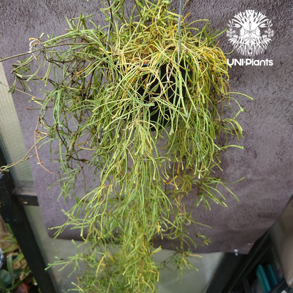 Hoya Retusa ホヤ レツーサ ボリュームビックサイズ!! ホヤ 植物