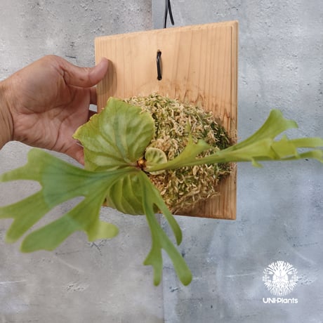 【国内繁殖株・一点物】Platycerium ridleyi | ビカクシダ リドレイ｜ビカクシダ原種｜Platycerium