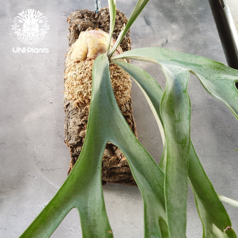 初入荷! ビカクシダ ピューチャン コンパクト Platycerium