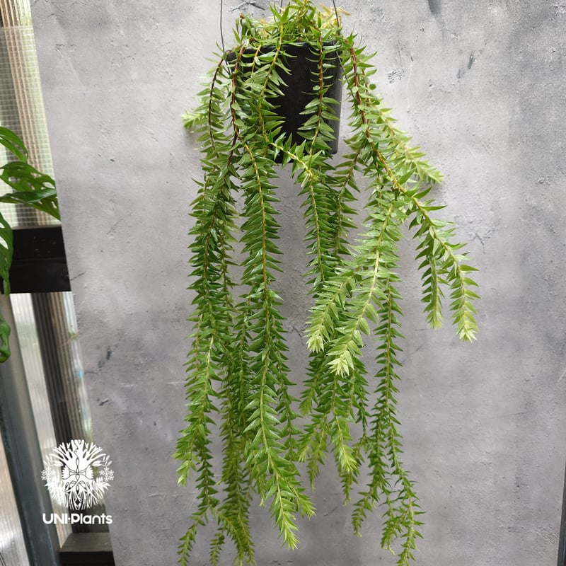 Huperzia spp. フペルジア Phlegmariurus (フレグマリウルス)