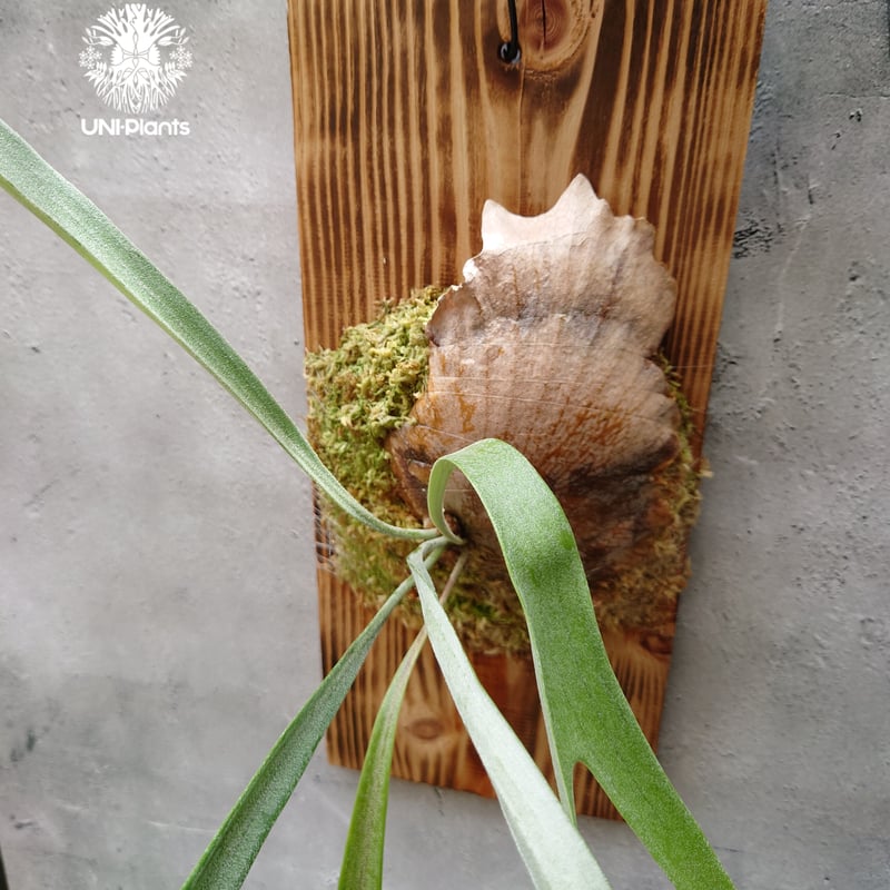 Platycerium Blue vista ビカクシダブルービスタ ビカクシダウィ