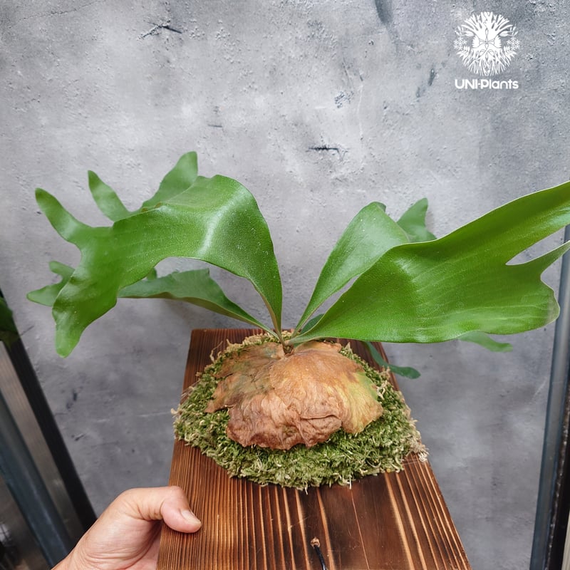 ビカクシダ アルテミス Platycerium Artemis (Alcicorne x Qu