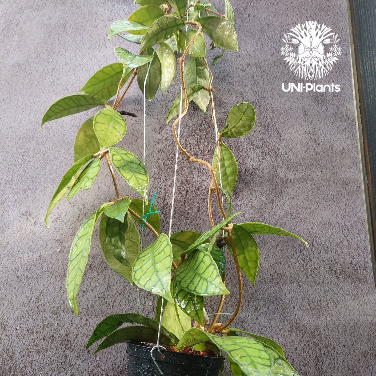 花座付き! Hoya Callistophylla short leaves ホヤ カリストフ