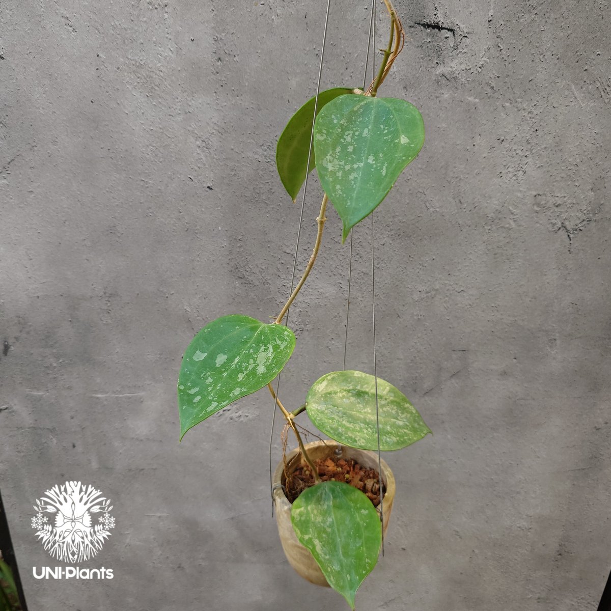 Hoya latifolia Snow Queen（S） ホヤ ラティフォリア スノー クイー