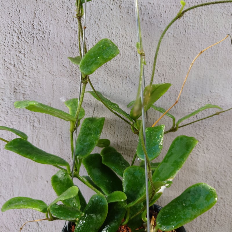 ホヤ ロツンディフォリア Hoya rotundiflora ホヤ植物 植物 珍奇