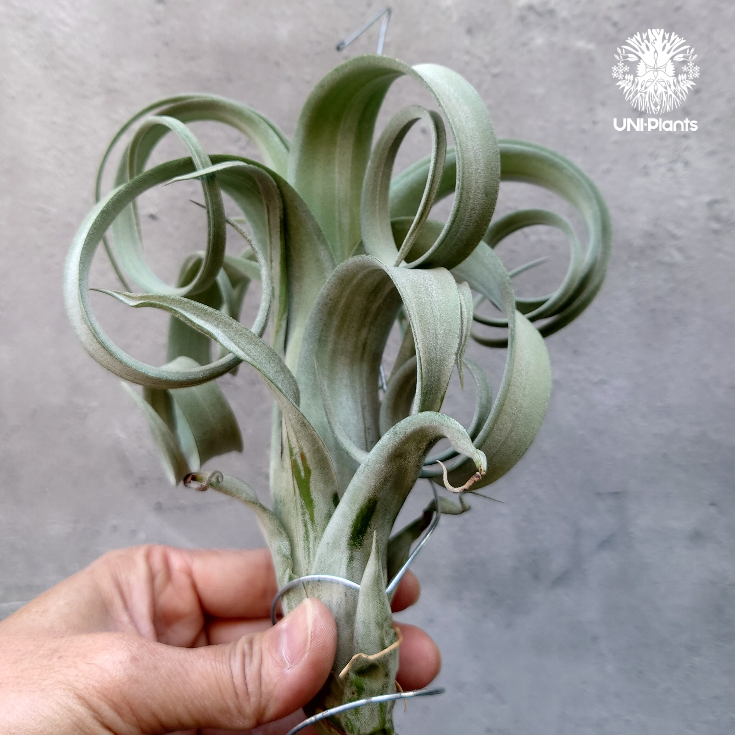 チランジア　カーリースリム　Tillandsia 'Curly Slim’ original