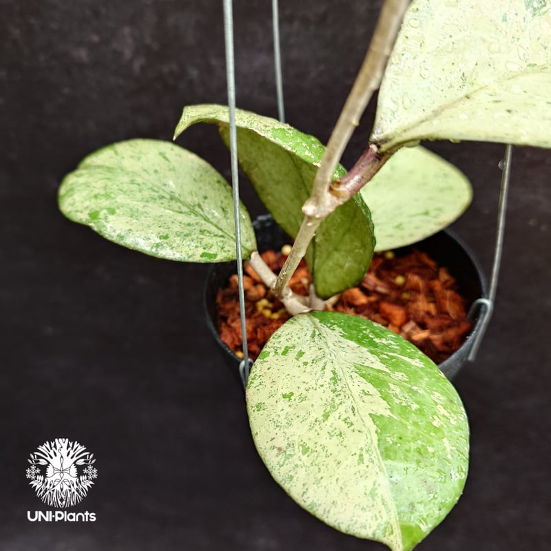 Hoya michelle silver ホヤ植物 ホヤの花 Hoya plants 希少 レ