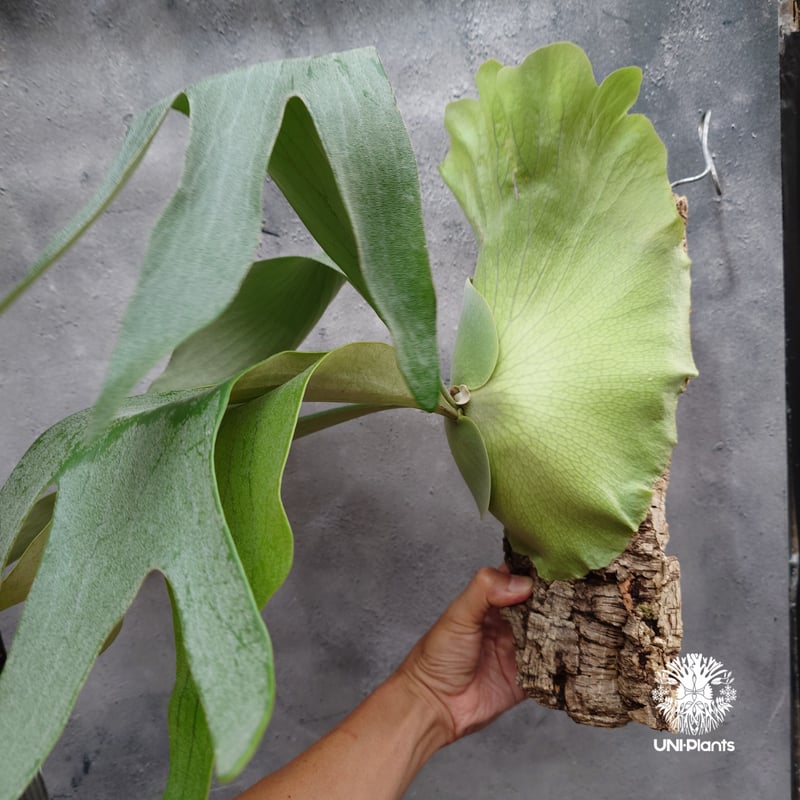 ビカクシダ　15種　② ビカクシダ 15種 ②