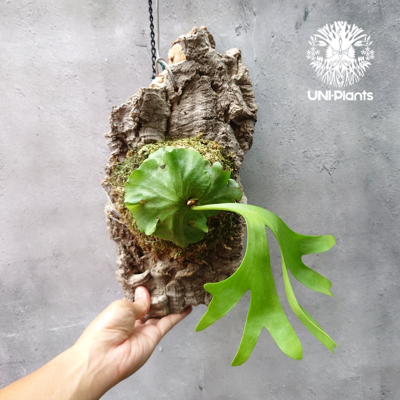 ビカクシダ キッチャクード Platycerium mt.kitshakood コウモリラン