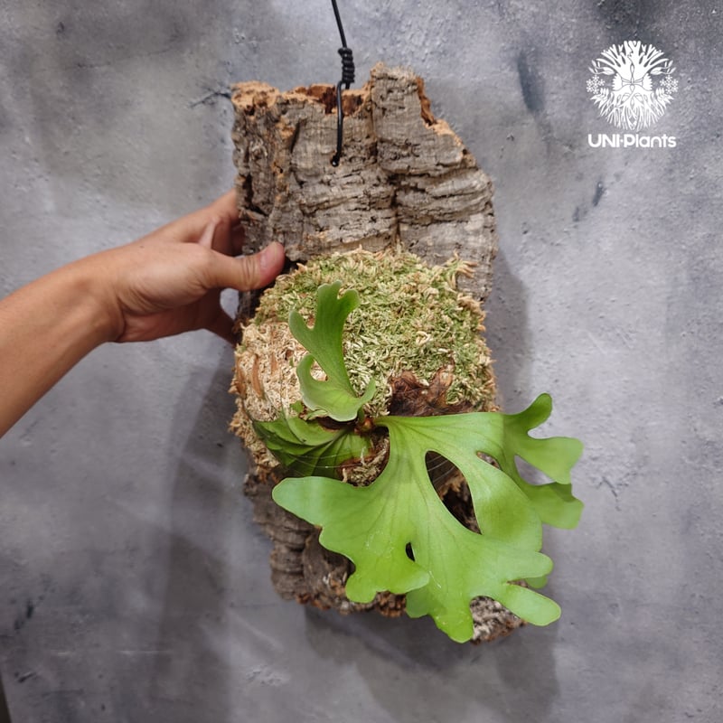 9/26 輸入 ビカクシダ リドレイ ワイルド① ab3a8b8c2dff373b75fa8d10a2d6ad