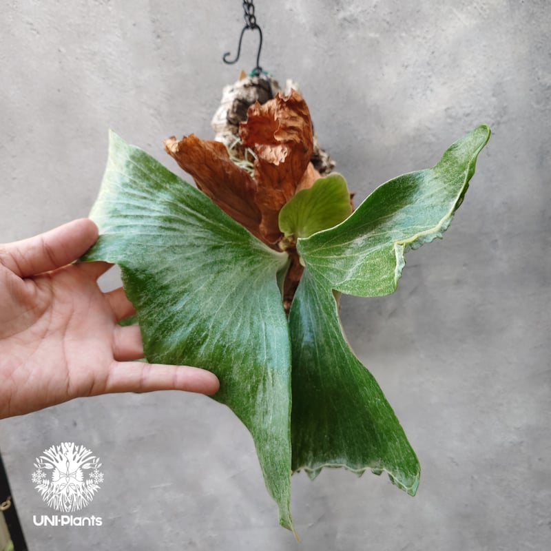 現品【ステマリア】　コウモリラン ビカクシダ　★コルク付　 BI0171 現品【ステマリア】 コウモリラン ビカクシダ ☆コルク付 BI0171