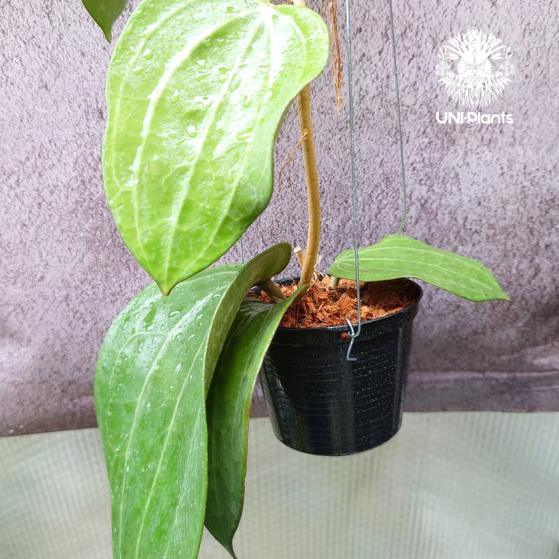 Hoya Latiforia ホヤ ラティフォリア とても大ぶり! ホヤ 植物 ホヤの