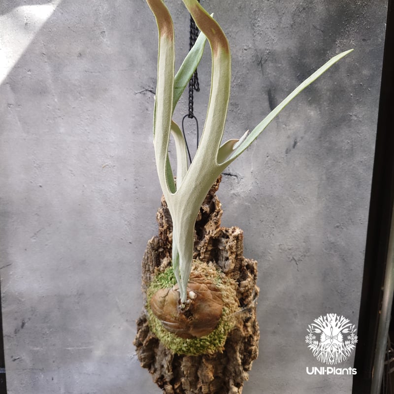 ビカクシダ ベイチー シルバーフロンド Patycerium veitchii cv