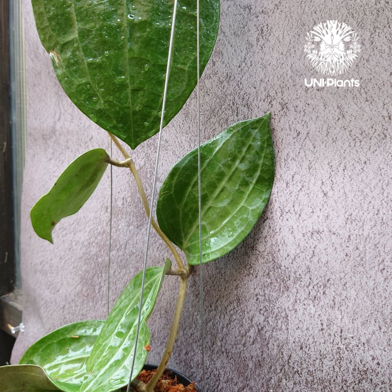 Hoya Latiforia ホヤ ラティフォリア 大ぶり!! ホヤ 植物 ホヤの花 観葉