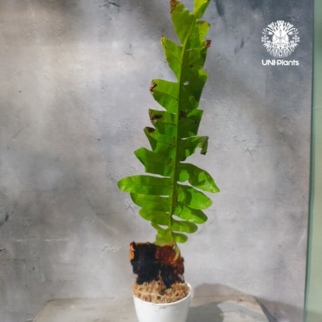 【タイ直輸入・ドリナリア】Drynaria sp. " Big "  |  ドリナリア sp. " ビッグ " |  ドリナリア｜Drynaria｜シダ植物