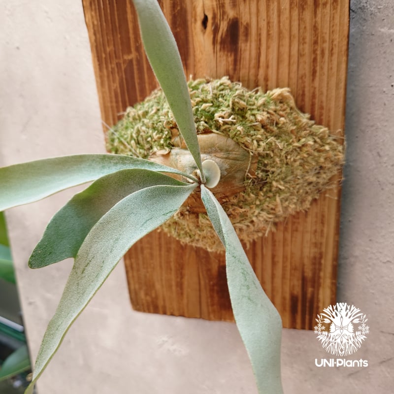 Patycerium veitchii wild(pup)ビカクシダ ベイチー ワイルド Patycerium veitchii wild(pup)ビカクシダ ベイチー ワイルド