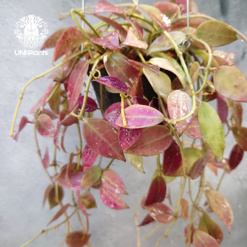 初入荷 Hoya walliniana ut152 ホヤワリニアーナ ホヤ植物 植物 珍奇