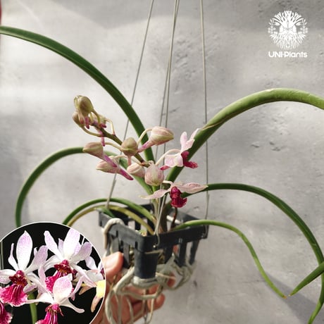 【日本着生ラン】　クスクスラン クスクスラン】奄美大島以南に分布する大型の着生ラン、常緑広葉樹の