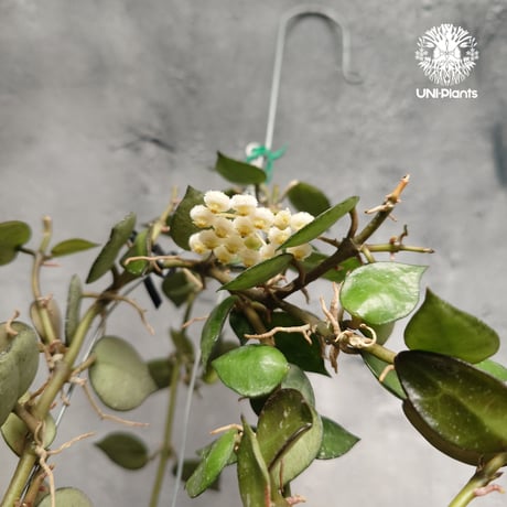 ホヤ クローニアナ Hoya krohniana ホヤ植物 Hoyaplants つる性植物 ハンギング ハンギング植物