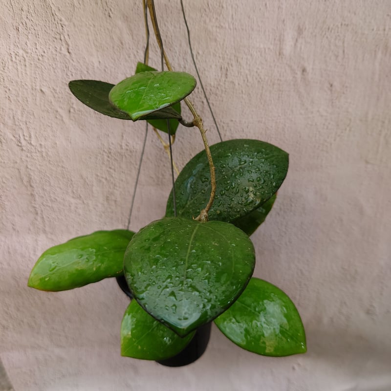 Natalia　ホヤ ホヤ cv.ナタリー Hoya cv. Nathalie ホヤ植物 植物 珍奇植物