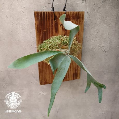 ビカクシダベイチーワイルド | STORES