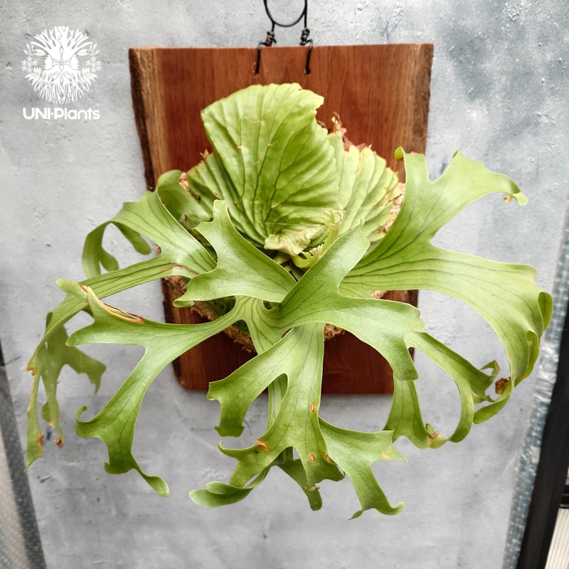 限定1株 Platycerium 'Rose' ( selection from P.kits