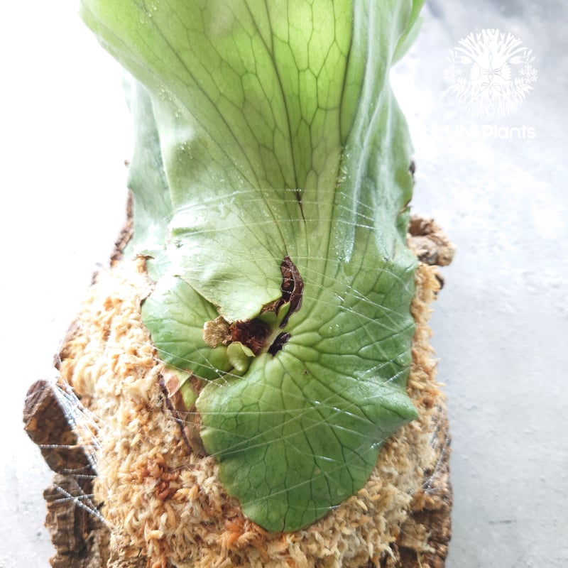 初入荷!ビカクシダ ホルタミー Platycerium holttumii コウモリ 初入荷!ビカクシダ ホルタミー Platycerium holttumii コウモリ
