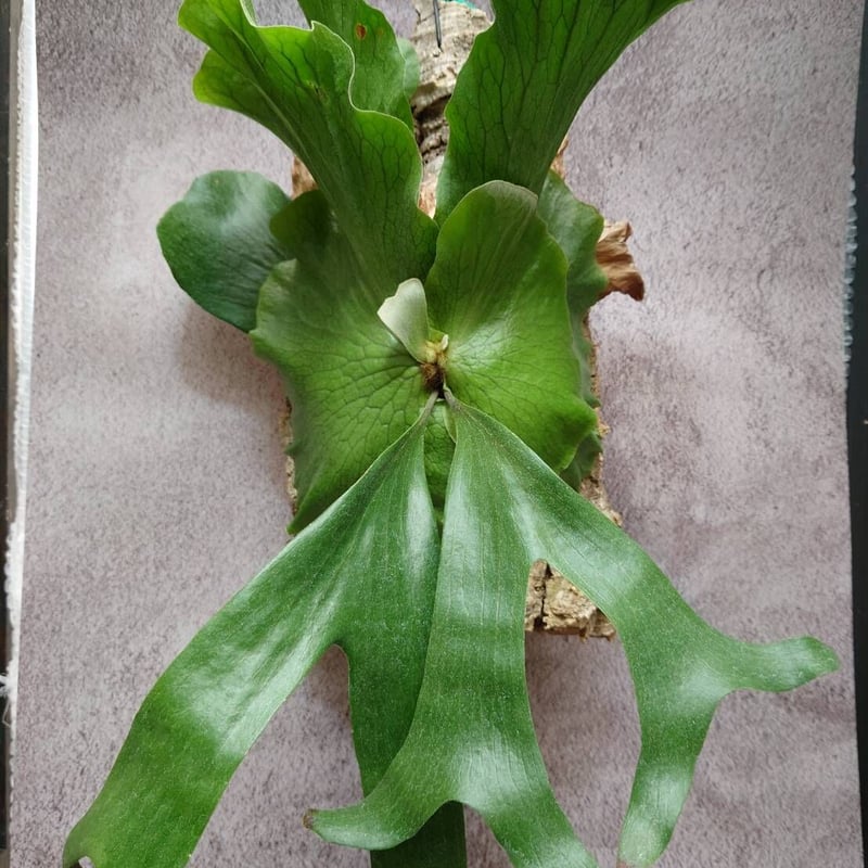ステマリア　大株　ビカクシダ PLANCHU 観葉植物 ビカクシダ ステマリア 6号吊り鉢 育て方説明