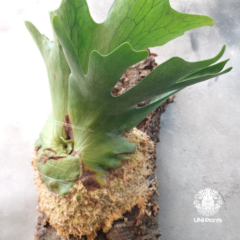 ビカクシダ ホルタミー Platycerium holttumii ビカクシダ原種