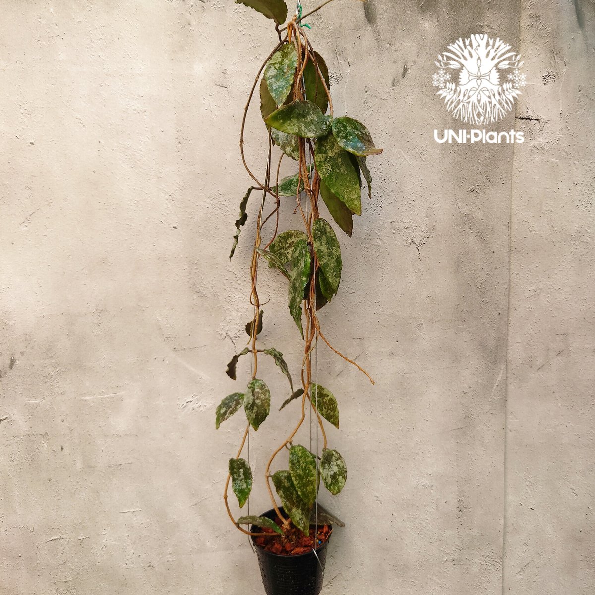 Hoya Caudata gold ホヤ カウダータ ゴールド ホヤ植物 珍奇 珍しい