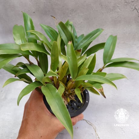 【日本着生ラン】　クスクスラン 日本着生ラン】 クスクスラン