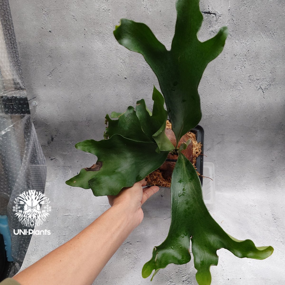 Platycerium hillii 'Dragon Fury' ビカクシダ ヒリー 'ドラゴ