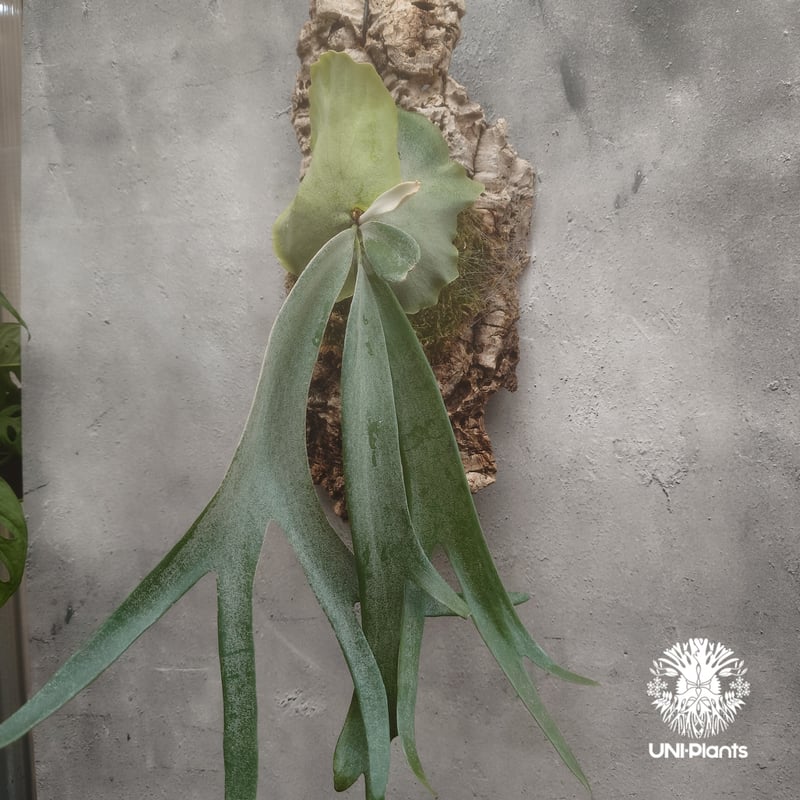 ビカクシダ ウィリンキーcv.インドネシア Platycerium willinckii cv