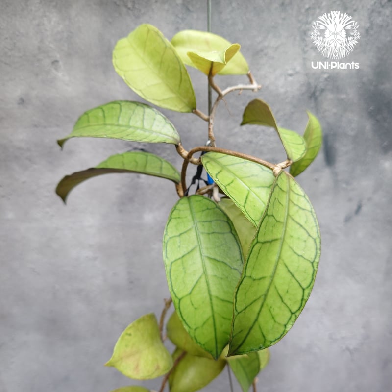 Hoya Gunung gading ホヤ グヌンガディング ホヤ植物 ホヤの花 Hoya p