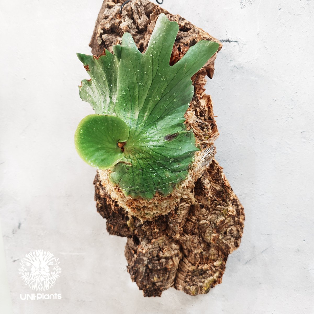 タイ直輸入・現地選抜】Platycerium surinarium | ビカクシダ スリナ