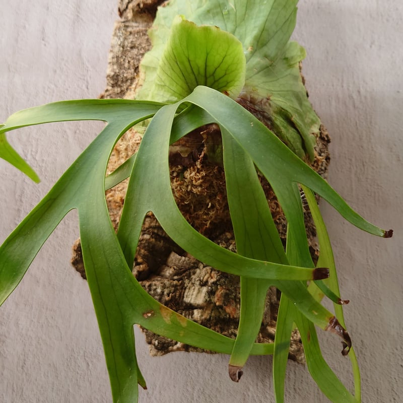 ビカクシダ コロナリウム〔wihte〕コルク付け2 yoi】ビカクシダ