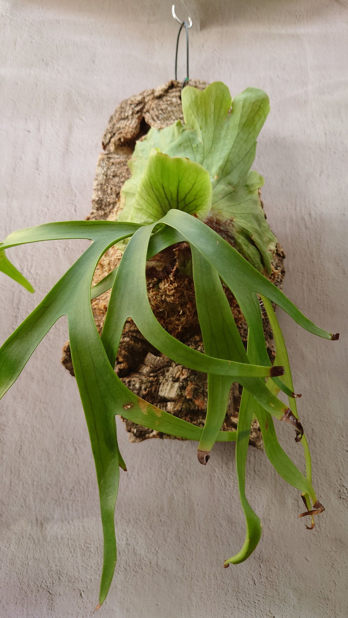 【yoi】ビカクシダ　コロナリウム〔wihte〕コルク付け2 yoi】ビカクシダ コロナリウム〔wihte〕コルク付け2 ビカクシダ