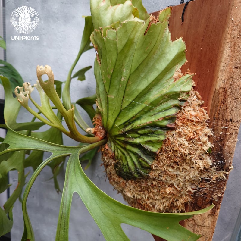 大株 Platycerium Mt.kitshakood Narrow ビカクシダ キッチャ