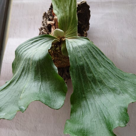 現品 コルク付【エレファントティス】コウモリラン ビカクシダ　　 BI0167 現品】コウモリラン/ビカクシダ・エレファントティス コルク付き