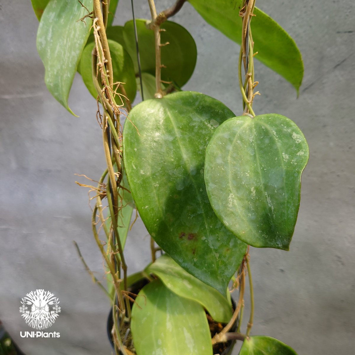 レア　ホヤ　Hoya latifolia ' Queen'サクララン Hoya latifolia Snow Queen（M） ホヤ ラティフォリア スノー